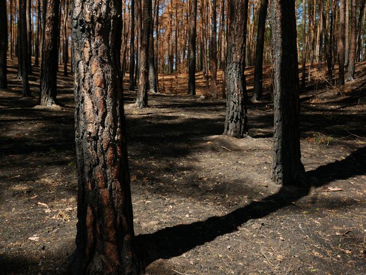 /images/2019/burnt-woods-1.thumbnail.jpg