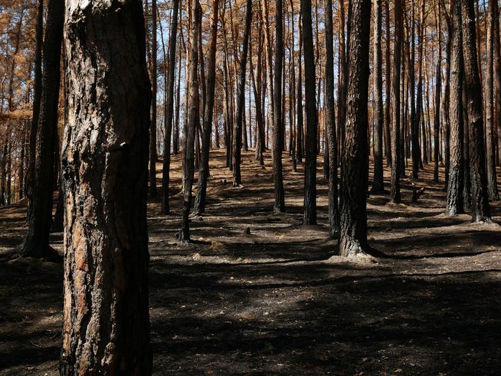/images/2019/burnt-woods-2.thumbnail.jpg