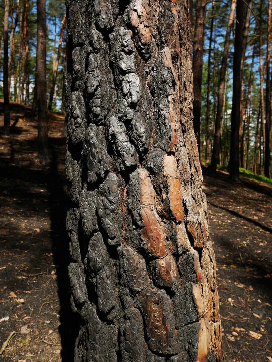 /images/2019/burnt-woods-3.thumbnail.jpg
