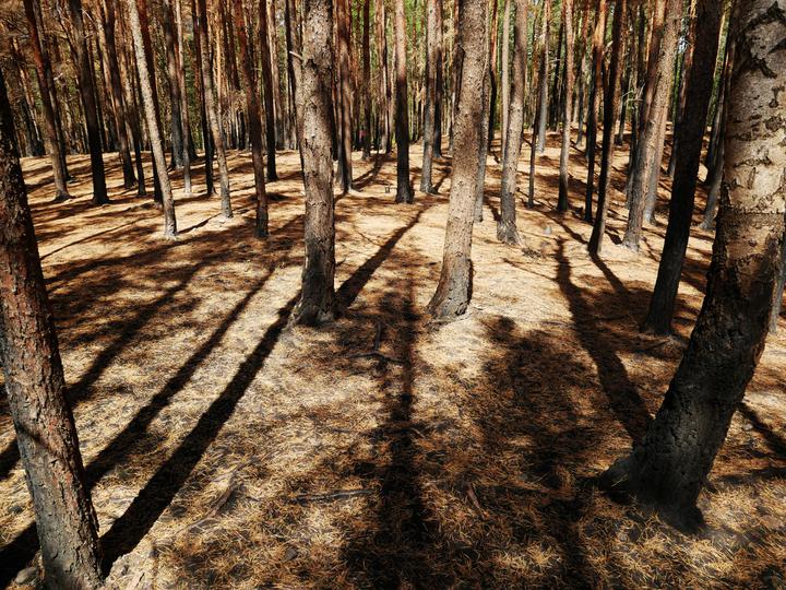/images/2019/burnt-woods-7.thumbnail.jpg