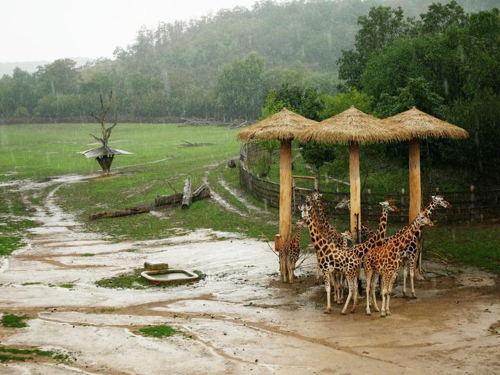 /images/2019/giraffes-in-the-rain.thumbnail.jpg